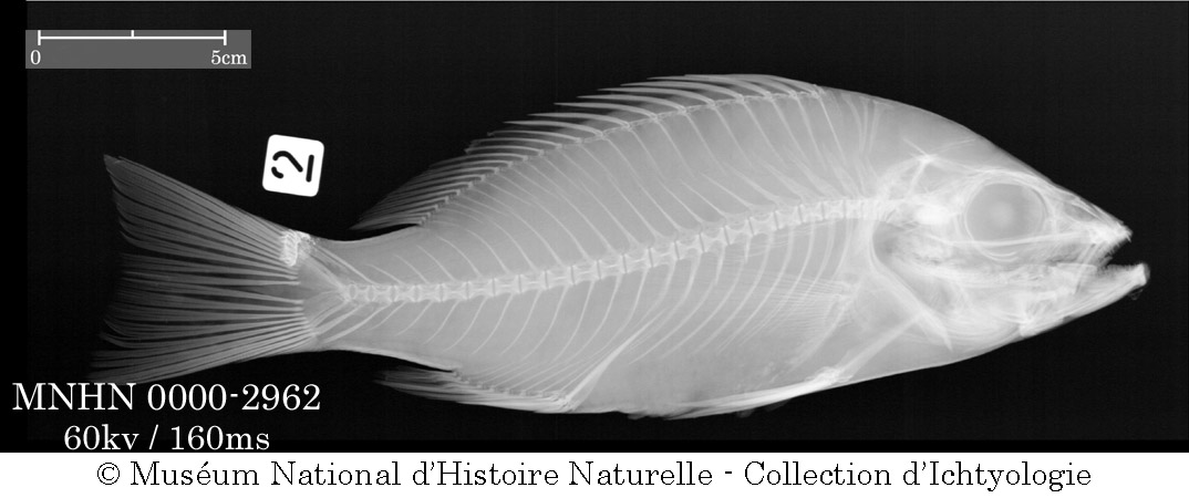 Lutjanus fulgens (Valenciennes, 1830)